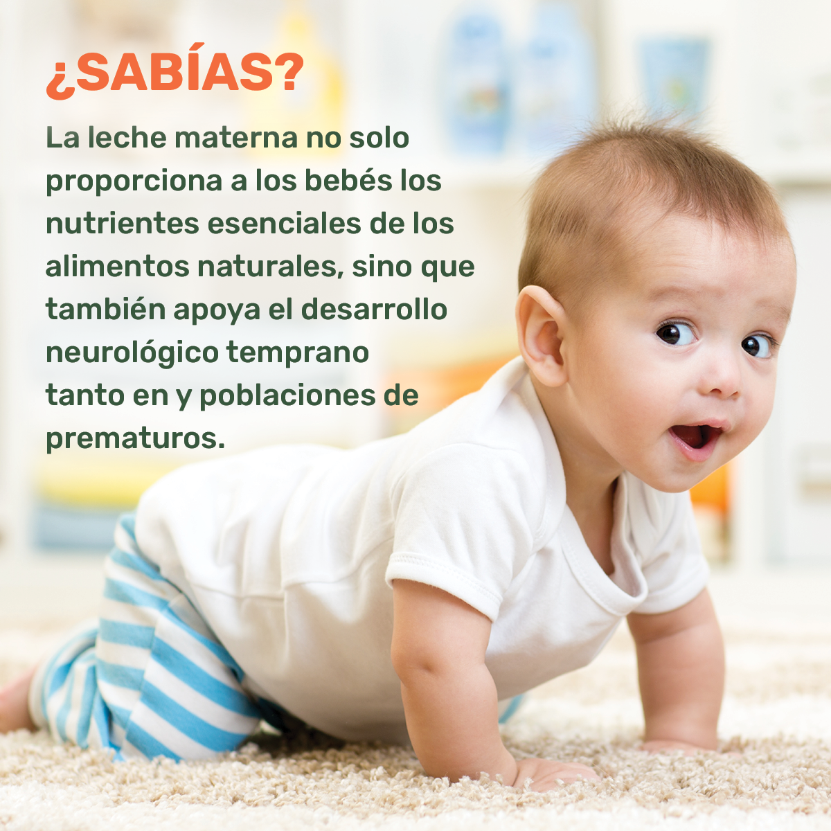 ¿Lo sabías? ¿Sabías que? La leche materna no sólo proporciona a los bebés los nutrientes esenciales de la alimentación natural, sino que favorece el desarrollo neurológico precoz tanto en los recién nacidos completos como en los prematuros.